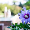 Summer flower Summer flower